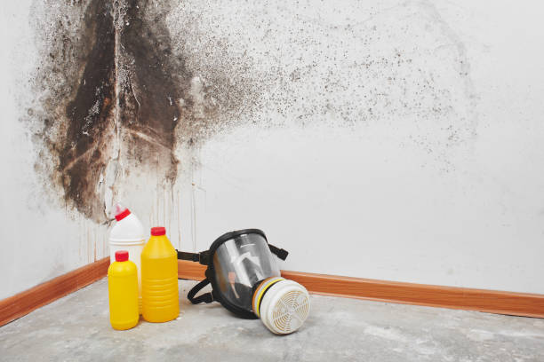 Best Certified Mold Removal  in Ave Maria, FL